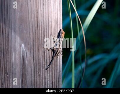 Macro image d'une femelle, brun anole lézard se coucher sur un poteau en bois, dans Jackson Avenue, Cape Canaveral, Floride, États-Unis Banque D'Images