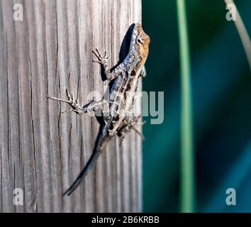 Macro image d'une femelle, brun anole lézard se coucher sur un poteau en bois, dans Jackson Avenue, Cape Canaveral, Floride, États-Unis Banque D'Images