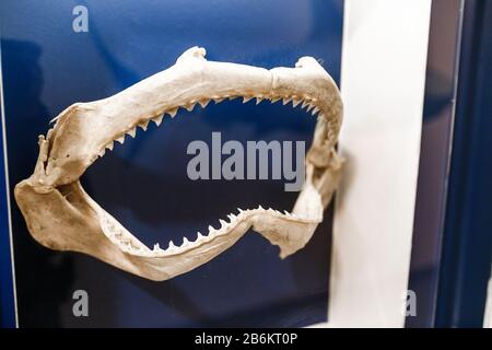 Mâchoire de requin os et dents dans le musée Banque D'Images