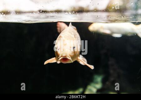 Magnifique Carps japonais baignade au poisson dans l'aquarium Banque D'Images