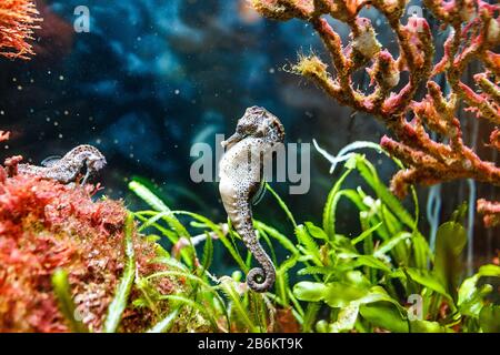 cheval de mer dans un aquarium coloré Banque D'Images