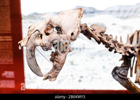 24 MARS 2017, VIENNE, AUTRICHE : tigre à dents de sabre ou squelette de smilodon au Musée d'Histoire naturelle de Vienne Banque D'Images
