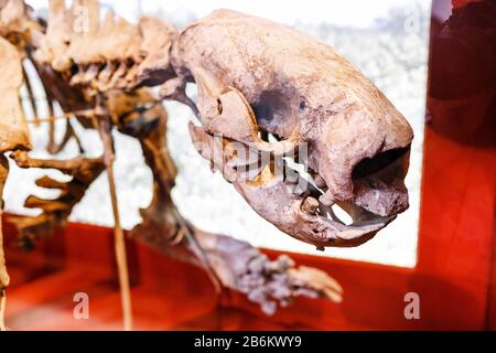 24 MARS 2017, VIENNE, AUTRICHE : tigre à dents de sabre ou squelette de smilodon au Musée d'Histoire naturelle de Vienne Banque D'Images