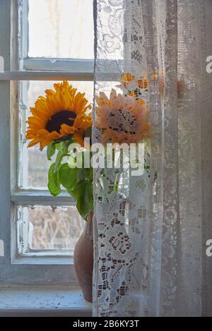 Un bouquet de tournesols dans un pichet en céramique vintage sur le seuil de la fenêtre derrière un rideau de dentelle blanche. Banque D'Images