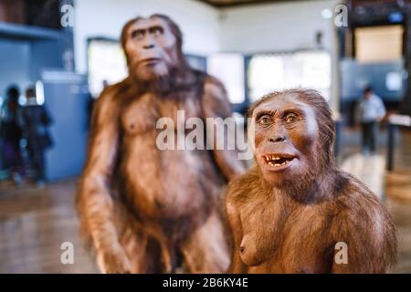 24 MARS 2017, VIENNE, MUSÉE D'HISTOIRE NATURELLE, AUTRICHE : installation démontrant les ancêtres préhistoriques de l'homme homo erectus Banque D'Images