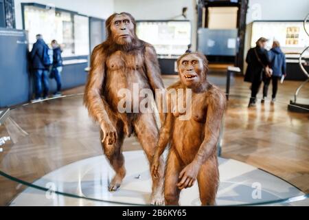 24 MARS 2017, VIENNE, MUSÉE D'HISTOIRE NATURELLE, AUTRICHE : installation démontrant les ancêtres préhistoriques de l'homme homo erectus Banque D'Images