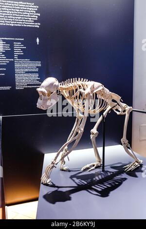 24 MARS 2017, VIENNE, MUSÉE D'HISTOIRE NATURELLE, AUTRICHE : le squelette d'un homme préhistorique et d'un singe anthropoïde dans la salle des musées Banque D'Images