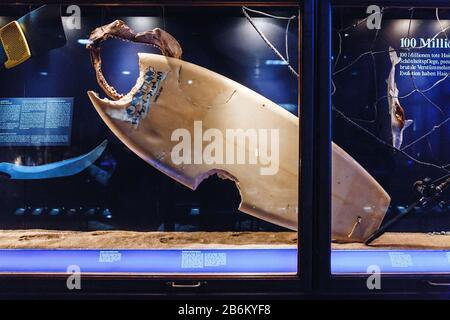 24 MARS 2017, VIENNE, MUSÉE D'HISTOIRE NATURELLE, AUTRICHE : salle de musée dédiée à l'attaque des requins sur un homme et des surfeurs à bord Banque D'Images