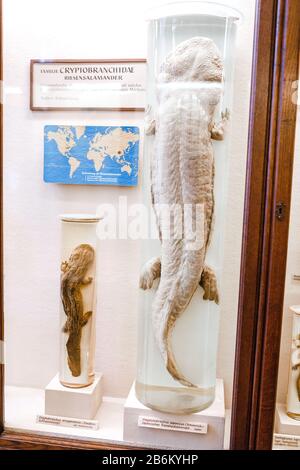 24 MARS 2017, VIENNE, MUSÉE D'HISTOIRE NATURELLE, AUTRICHE: Naturhistorisches Museum Collection of formaline rare lézard Banque D'Images