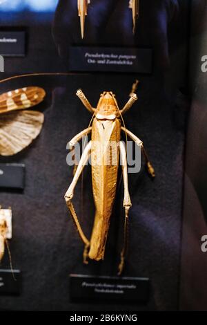 24 MARS 2017, VIENNE, MUSÉE D'HISTOIRE NATURELLE, AUTRICHE : maquette acridienne dans le musée de la biologie Banque D'Images