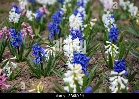 Des jacinthes colorés fleuris dans un jardin de printemps - foyer sélectif Banque D'Images