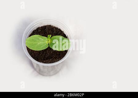 Semis de concombre avec racines visibles dans un pot transparent isolé sur fond blanc - vue de dessus Banque D'Images