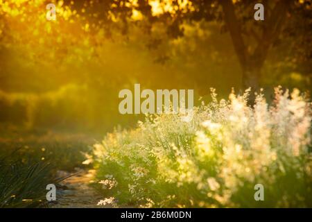 Mise au point douce de la brousse de l'herbe Natal sous le soleil chaud de l'après-midi dans la route rurale Thaïlande Banque D'Images