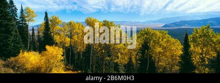 Aspen Trees in a Forest, Jackson Hole, Grand Teton National Park, Wyoming, États-Unis Banque D'Images