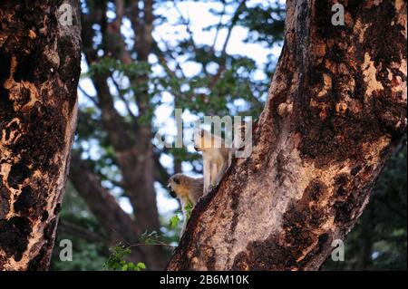 Gruenmeerkatzen (Vervet Monkeys) dans le parc national de Hwange, pris le 02/18/2020 | utilisation dans le monde entier Banque D'Images