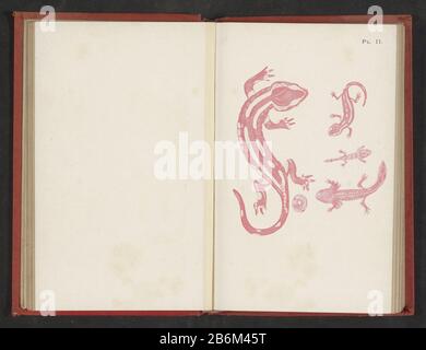 Evolutie van ei tot salamandre évolution de l'oeuf au salamandre type d'objet: Impression photomécanique Numéro d'objet: RP-F-2001-7-115-2 Inscriptions / marques: Nombre, recto, imprimé, 'Pl. II.' Fabricant : fabricant: Anonyme date: CA. 1890 - avant ou vers l'avant 1900 matériau: Technique du papier: Autotypique Dimensions: Photo: H 126 mm × W 115 mmToelichtPrent après la page 88. Objet: Amphibiens avec Banque D'Images