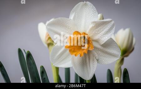 Macro de gros plan isolée d'une fleur de jonquille recouverte de gouttelettes de rosée du matin - Israël Banque D'Images