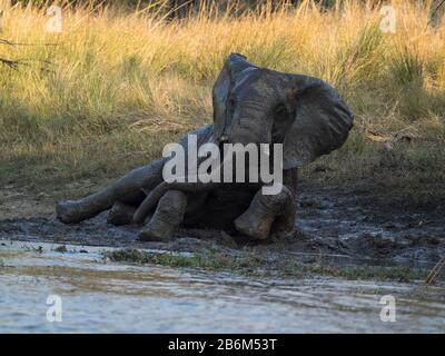 Éléphant prenant bain de boue, rivière Zambèze, Livingstone, Zambie Banque D'Images