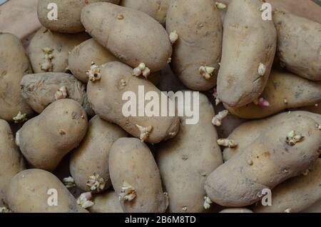 Une pile de pommes de terre de semence. Fond de germe de pomme de terre. Groupe de pommes de terre dépotées. Agriculture et agriculture. Vue de dessus. Gros plan. Mise au point sélective. Banque D'Images