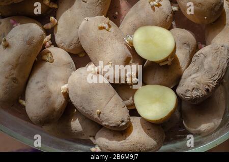 Deux moitiés de pommes de terre fraîchement coupées. Une pile de pommes de terre de semence avec des germes. Préparation des récoltes de racines pour la plantation. Agriculture et agriculture. Vue de dessus. Banque D'Images