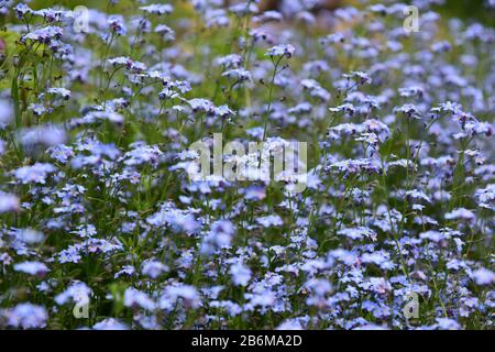 Une masse de bleu pâle Oubliez-moi-Pas des fleurs dans un jardin de cottage dans la lumière du soleil d'été. Banque D'Images