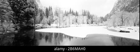 Arbres enneigés dans une forêt, parc national de Yosemite, Californie, États-Unis Banque D'Images