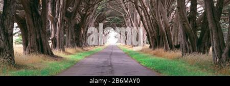 Monterey Cypress (Cupressus macrocarpa) arbres le long d'une route, point Reyes National Seashore, point Reyes Peninsula, Marin County, Californie, États-Unis Banque D'Images