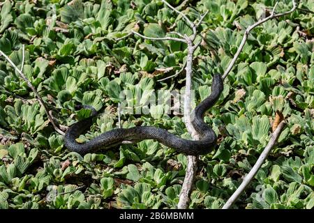 Le serpent d'eau noire du sud se fait bronzer dans la Sanctuaire du marais Corkvp. Banque D'Images