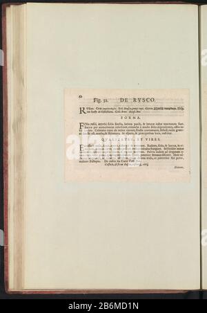 Fig. 32 'de Rvsco' dans de Boodts herbier van 1640 Beschrij bij Fig. 32 op p. 62 in: Anselmi Boëtii de Boot I.C. Brugensis & Rodolphi II Imp. Roman. Medici a cubiculis Florum, Herbarum, ac fructus selectiorum icones, & vires pleraeque hactenus ignotæ. Onderdeel van het album met bladen en plateau uit de Boodts herbier van 1640. Het twaalfde van twaalf albums met aquarellen van dieren, vogels en planten bekend rond 1600, gemaakt in opdracht van keizer Rudolf II Fabricant : schrijver: Anselmus Boëtius de BoodtPlaats fabrication: Brugge Dating: 1640 kenmerken physique: Ingeplakt boekblad me Banque D'Images