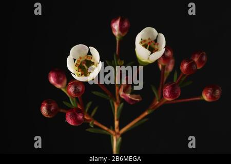 Fleur de Chamelaucium ou de cire sur fond noir gros plan macro photo Banque D'Images