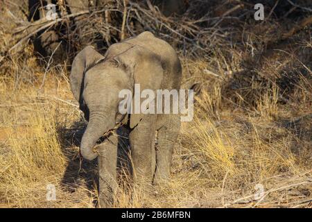 Un bébé éléphant debout avec la famille au-dessus d'un champ d'herbe sèche en afrique du Sud Banque D'Images