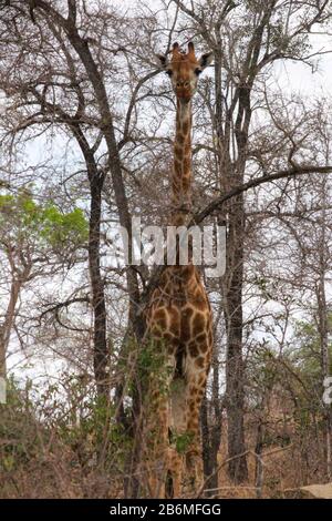 Une girafe debout devant un arbre en afrique du Sud Banque D'Images