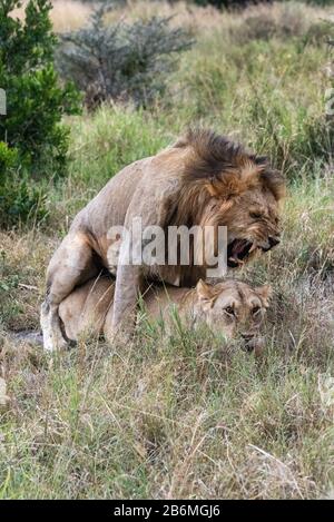 Des rugeurs de lion mâles lors de l'accouplement dans l'herbe Banque D'Images