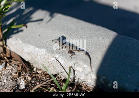 Macro-image d'un lézard d'anole brun se coucher sur un bloc de béton, dans Jackson Avenue, Cape Canaveral, Floride, États-Unis Banque D'Images