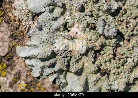 Lichen sur la branche de l'arbre. Le lichen pousse sur du bois pourri Banque D'Images