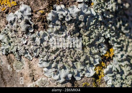 Lichen sur la branche de l'arbre. Le lichen pousse sur du bois pourri Banque D'Images