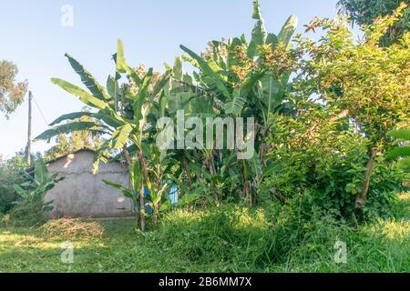 Plantation de bananes derrière une maison à Marsabit. De nombreux petits agriculteurs du Kenya cultivent leurs cultures dans de petits jardins derrière ou autour de leurs maisons Banque D'Images