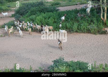 Troupeau de chèvres dans la distance qui traverse un environnement verdoyant de désert après la saison des pluies à Marsabit kenya. Les gens qui vivent ici sont pastrolist Banque D'Images