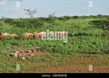 Un troupeau de chameaux au loin conduit son chameau dans le désert vert luxuriant de Marsabit Kenya. Pendant la période sèche, les communautés se battent pour des ressources limitées Banque D'Images