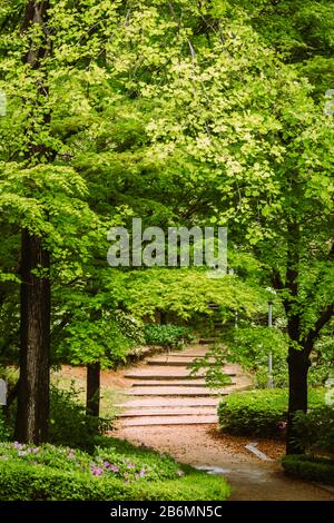 Escalier en pierre menant à une passerelle à travers la forêt Banque D'Images