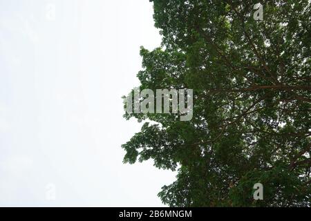 La lumière du soleil brille à travers le grand arbre avec ciel nuageux Banque D'Images