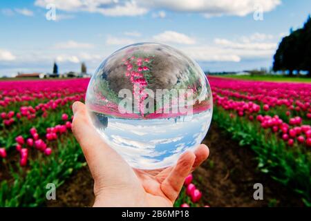 Personne tenant boule de verre avec réflexion de fleurs, Skagit Valley, Washington, États-Unis Banque D'Images