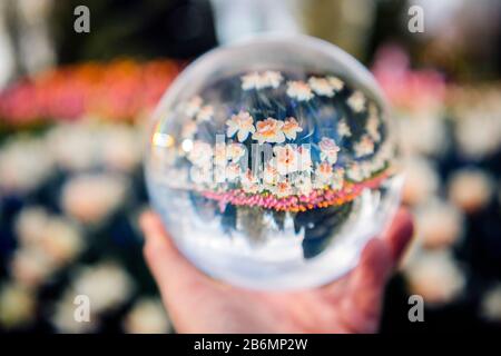 Personne tenant boule de verre avec réflexion de fleurs, Skagit Valley, Washington, États-Unis Banque D'Images