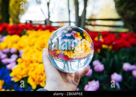 Personne tenant boule de verre avec réflexion de fleurs, Skagit Valley, Washington, États-Unis Banque D'Images