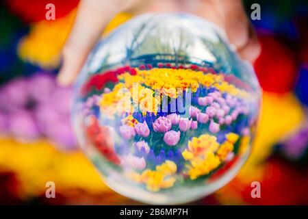 Personne tenant boule de verre avec réflexion de fleurs, Skagit Valley, Washington, États-Unis Banque D'Images