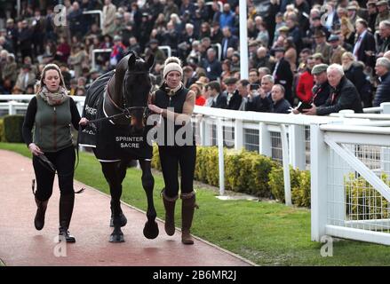 Sprinter Sacre est perlé autour de l'anneau de parade pendant le deuxième jour du Cheltenham Festival à l'hippodrome de Cheltenham. Banque D'Images