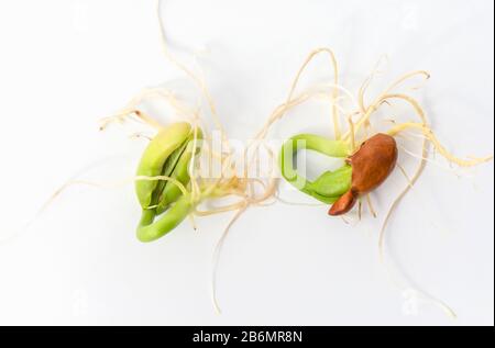 Gros plan de jeunes graines de haricots de printemps, de germination et de germination. Banque D'Images