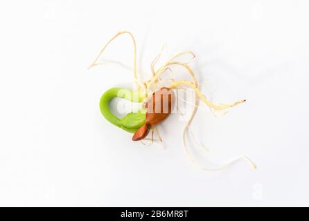 Gros plan de jeunes graines de haricots de printemps, de germination et de germination. Banque D'Images