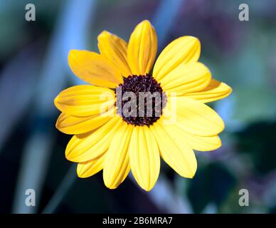 Macro-image d'une Sunflower de plage, sur Cape Canaveral Beach, Floride, Banque D'Images