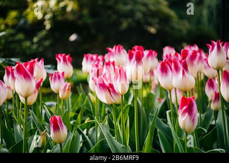 Gros plan de tulipes, Butchart Gardens, île de Vancouver, Colombie-Britannique, Canada Banque D'Images